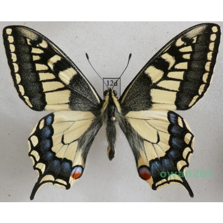 Papilio machaon Linnaeus, 1758 Paź królowej Czech 65mm12d